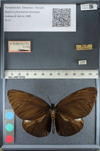 Media type: image;   Entomology 160531